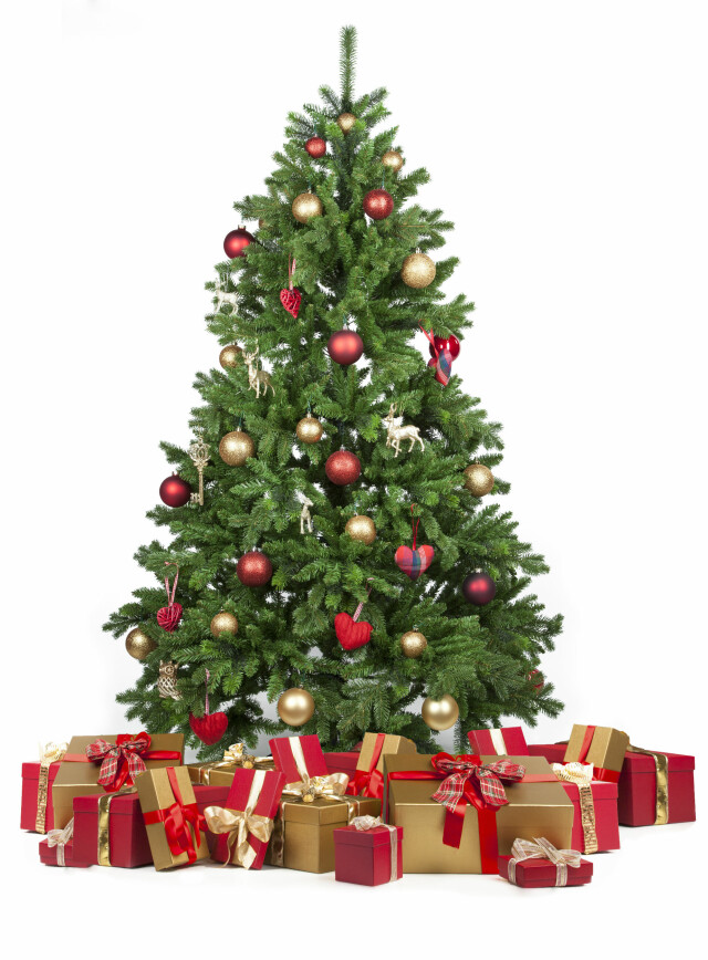 JULETREALLERGI: For dem som er allergisk mot midd kan juletreet skape stor irritasjon. Foto: Fotolia JULETREALLERGI: For dem som er allergisk mot midd kan juletreet skape stor irritasjon. Foto: Fotolia
